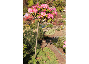Rhododendron Virginia Richard kmeň