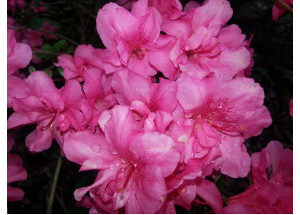 Rhododendron hybrid Constanze