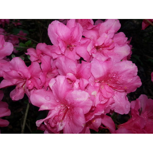 Rhododendron hybrid Constanze