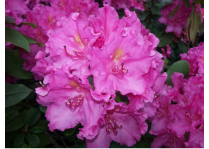 Rhododendron ponticum Roseum