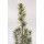 Picea glauca Conica Maigold