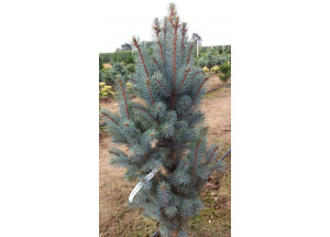 Picea pungens Mecky