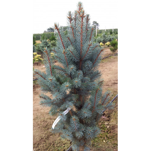 Picea pungens Mecky