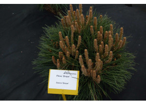 Pinus Brepo