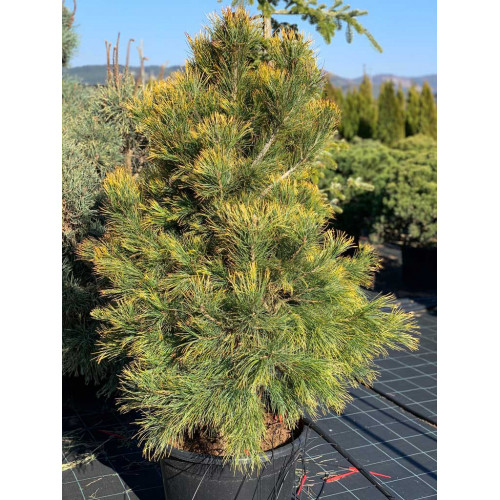 Pinus cembra Aurea