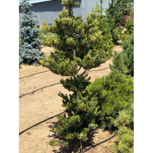 Pinus densiflora Oculus draconis