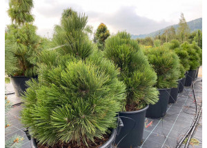 Pinus heldreichi Compact Gem