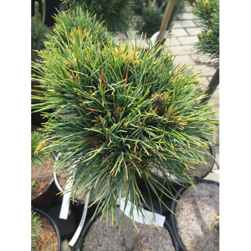 Pinus limba David