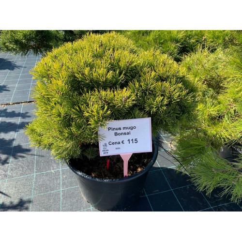Pinus mugo Bonsai