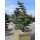 Pinus mugo Bonsai