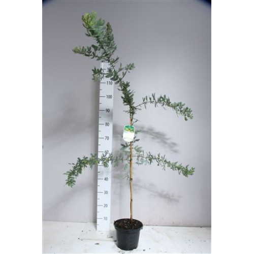 Acacia baileyana Purpurea