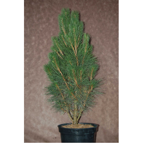 Pinus Fastigiata