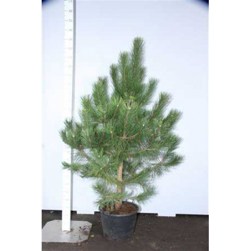 Pinus nigra Nigra