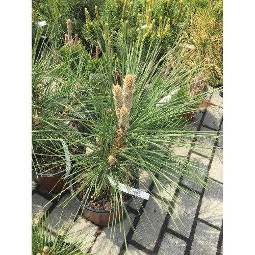 Pinus nigra Maritima