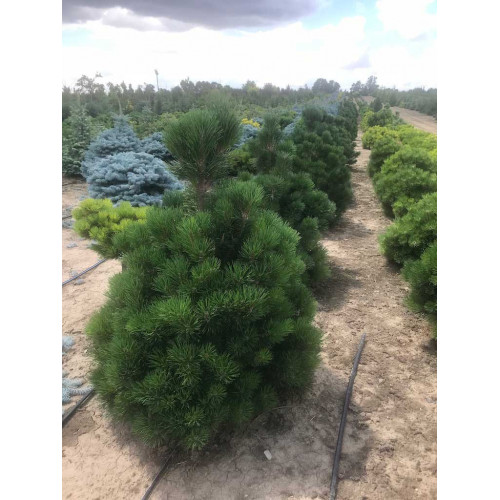 Pinus mugo Pal Maleter