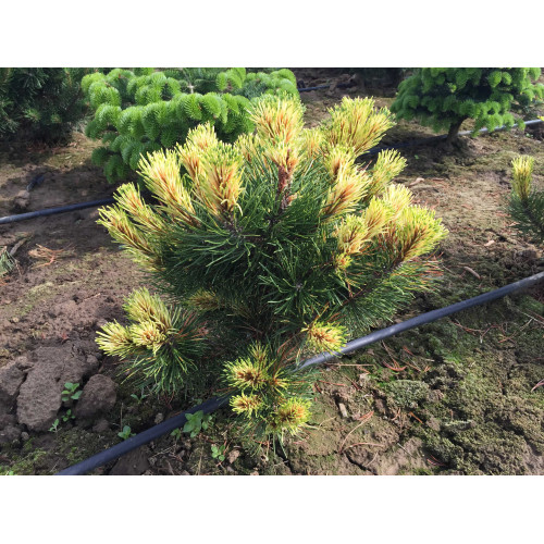Pinus mugo Sunshine