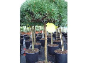 Pinus nigra BB