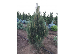 Pinus nigra Fastigiata