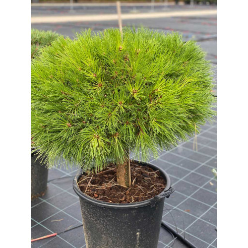Pinus nigra Marie Bergeon