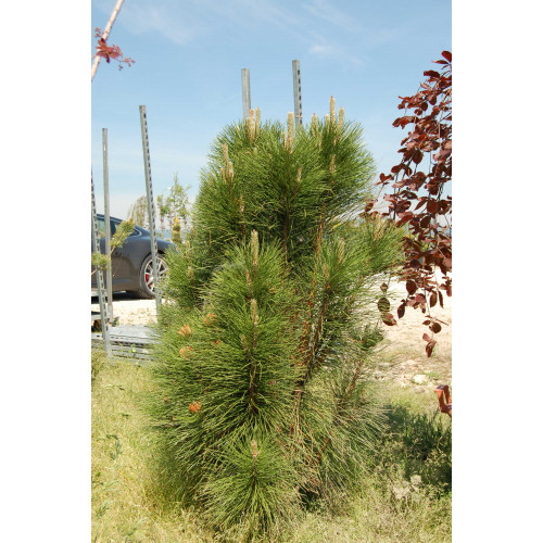 Pinus nigra pyramidalis