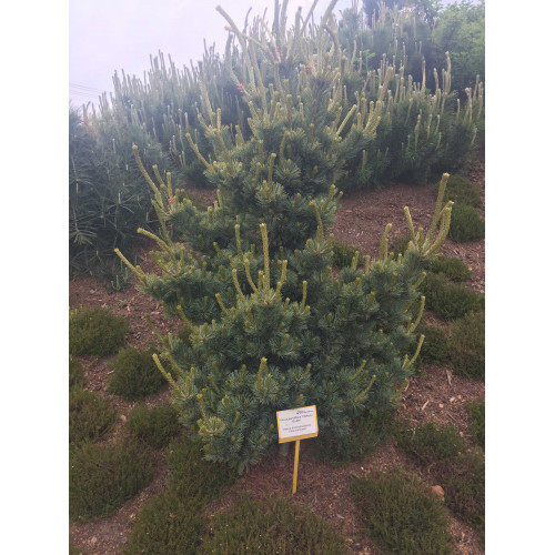 Pinus parviflora Chikuza Goten