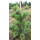 Pinus parviflora Fukuzumi
