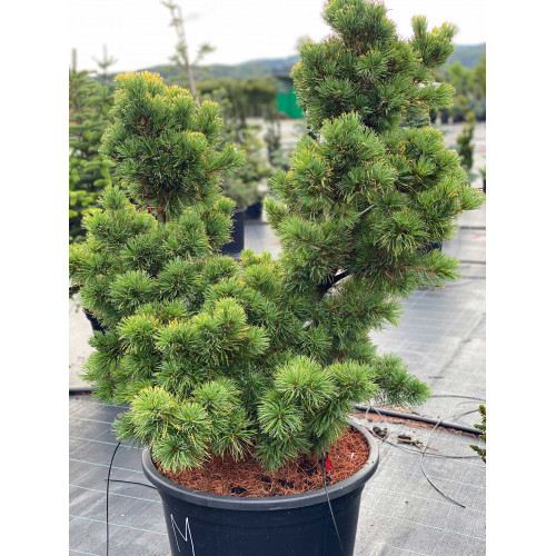 Pinus parviflora Fukuzumi
