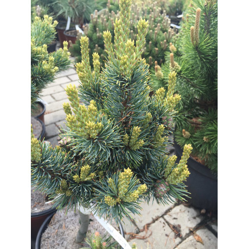 Pinus parviflora Kin Po