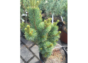 Pinus parviflora Shizukageton