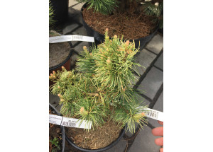 Pinus parviflora Tanima No Yuki
