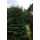 Pinus parviflora Tempelhof