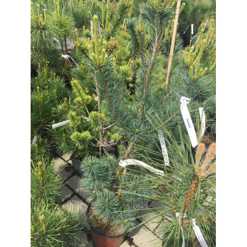 Pinus parviflora Venus