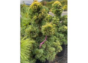 Pinus strobus Fukay