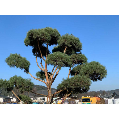 Pinus sylvestris Bonsai