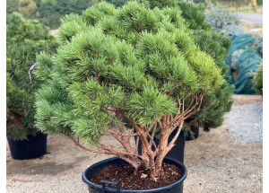 Pinus sylvestris Watereri Bonsai