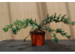 Podocarpus lawrencei Blue-Gem