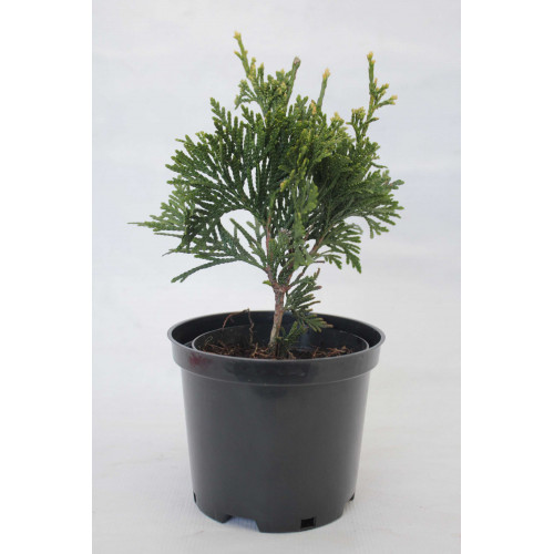 Thuja occidentalis Can Can